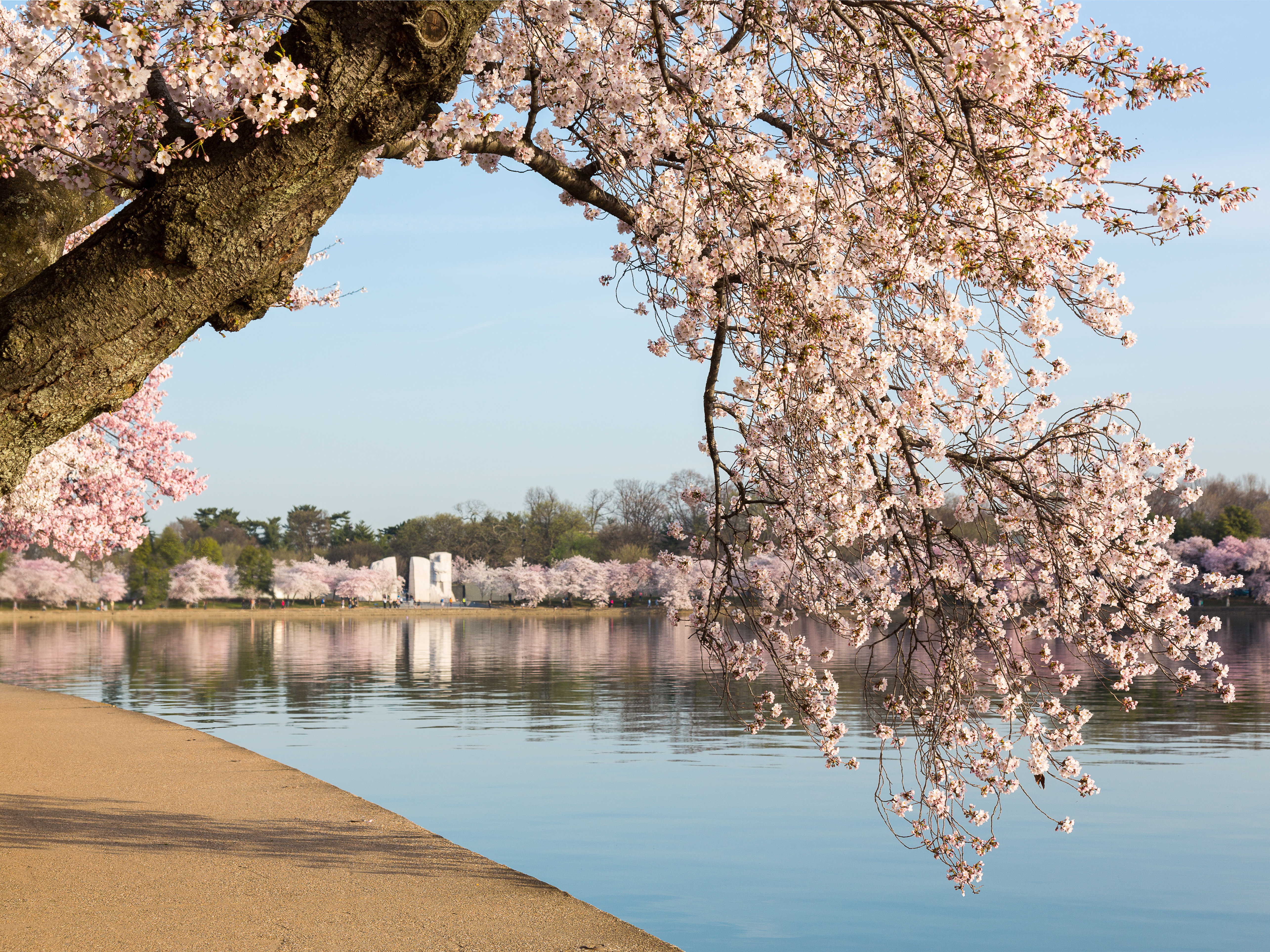 Made & Curated Cherry Blossoms Over MLK Monument by Steven Heap | Wayfair